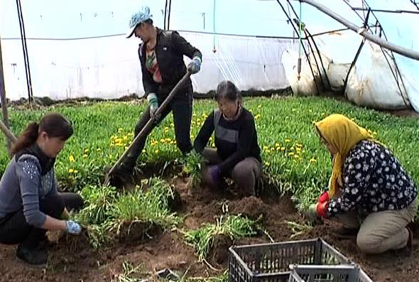 雙陽區(qū)平湖街道尚家村：發(fā)展山野菜產(chǎn)業(yè)在深加工中要效益