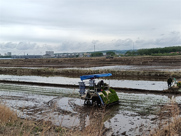 龍井市農(nóng)機(jī)總站指導(dǎo)水稻插秧工作