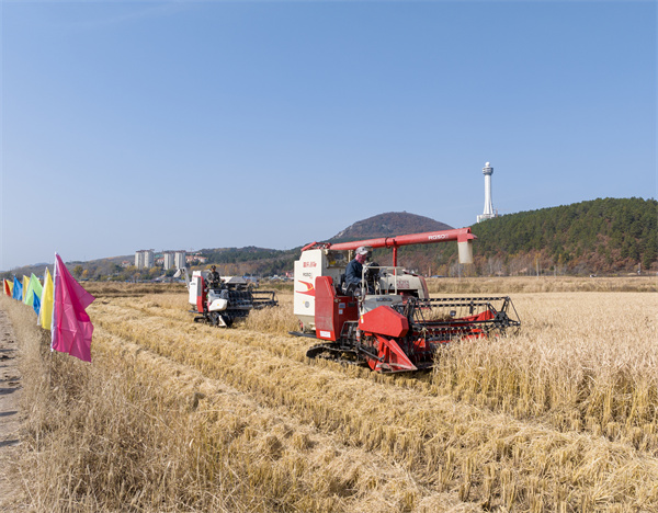 龍井市農(nóng)機(jī)總站舉辦2024年水稻機(jī)收減損大比武